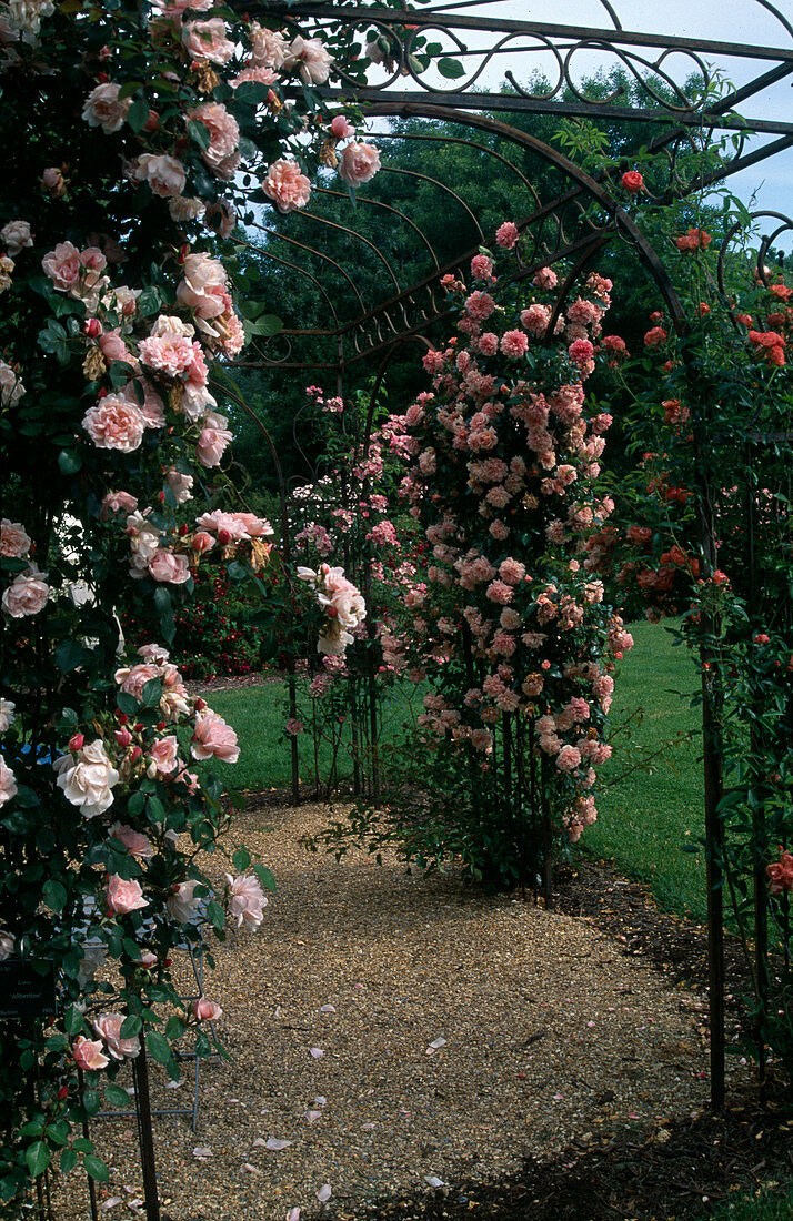 Rosa 'Albertine' climbing rose, single flowering, good fragrance