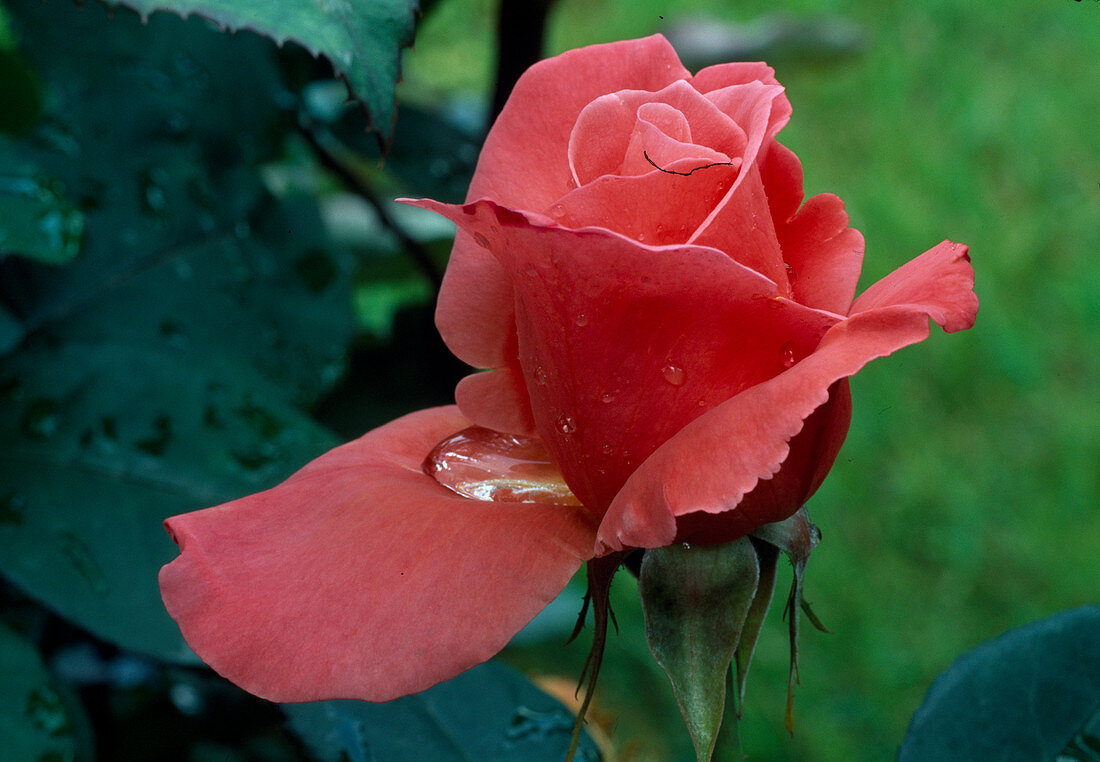 Rosa 'Catherine Deneuve' tea hybrid, repeat flowering, good fragrance