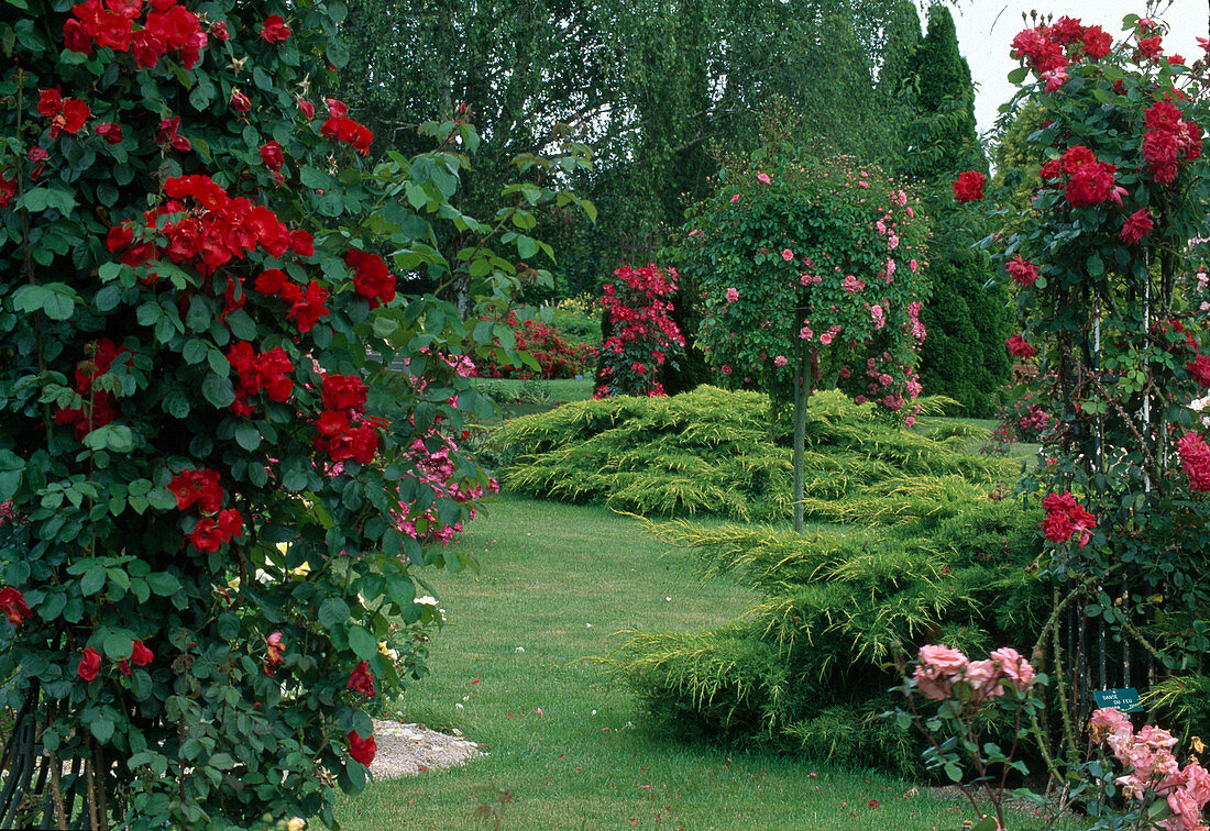 Rose garden 'Douve La fontaine' pink (roses) and Juniperus media (juniper)