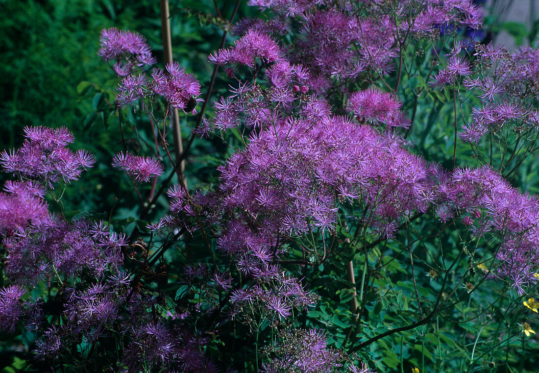 Thalictrum delavayi (Meadow rue)