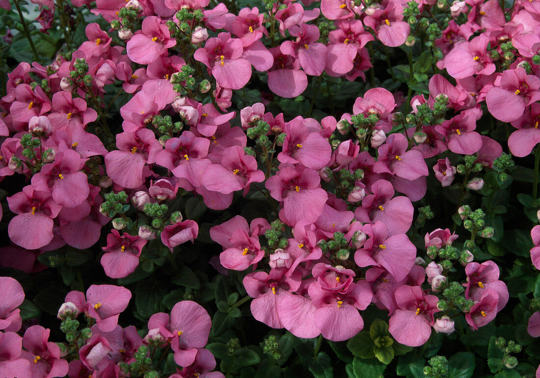 Diascia barberae 'Antique Rose' (Fairy Spur)