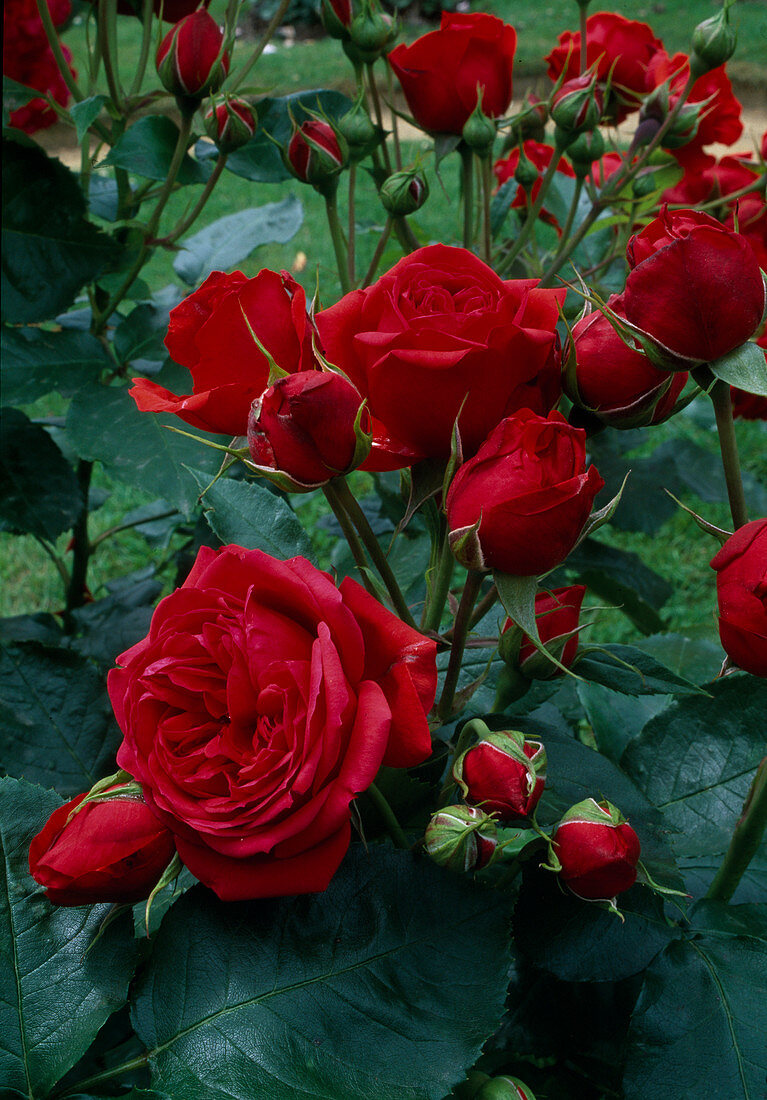 Rosa 'Rabelais' Floribunda Rose, Beetrose, leichter Duft