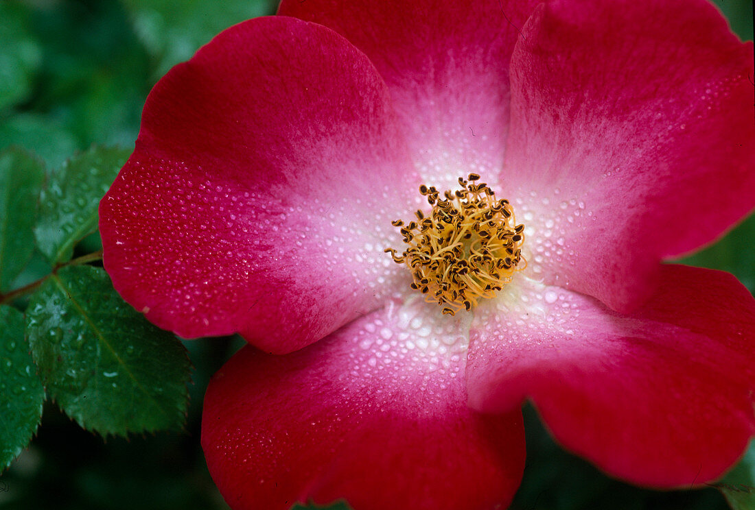 Rosa 'Red Cottage' Floribunda Rose, Strauchrose, öfterblühend