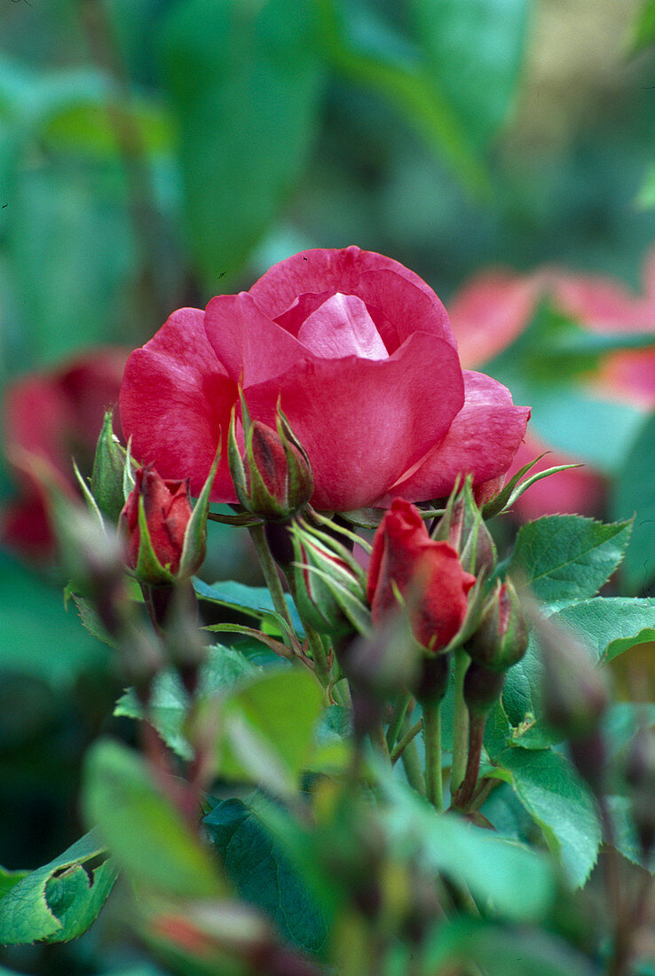 Rosa 'Anne de Bretagne' shrub rose, open flowering, hardly fragrant