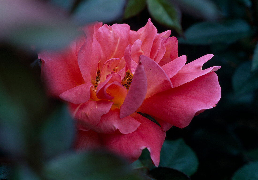 Rosa 'Daniel Gelin', syn. 'Wandering Minstrel' Floribunda, repeat flowering, delicately fragrant