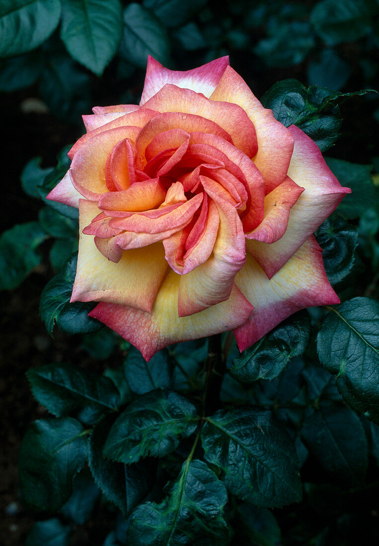 Rosa 'Roxane' Teehybride, öfterblühend, duftend