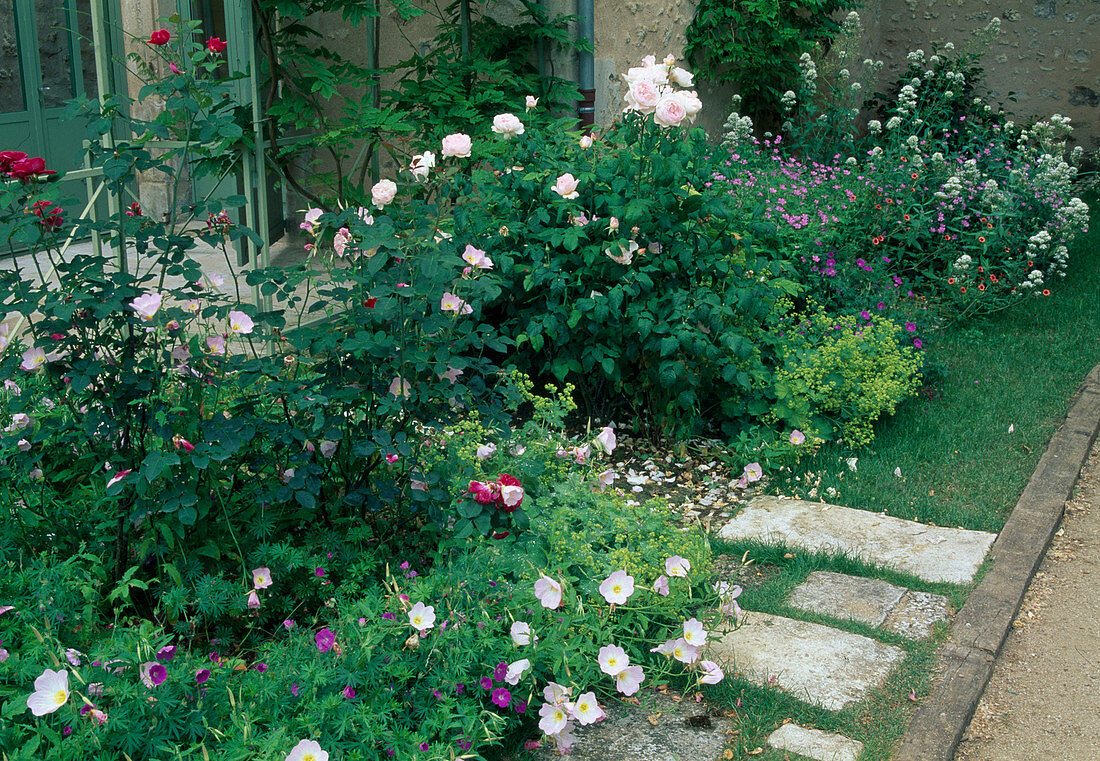 Rosa 'Sharifa Asma' (Englische Rose), Oenothera (Nachtkerze), Geranium (Storchschnabel), Alchemilla (Frauenmantel)