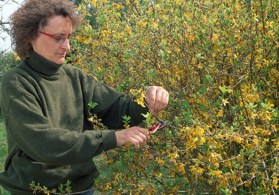 Easy pruning of forsythia after flowering