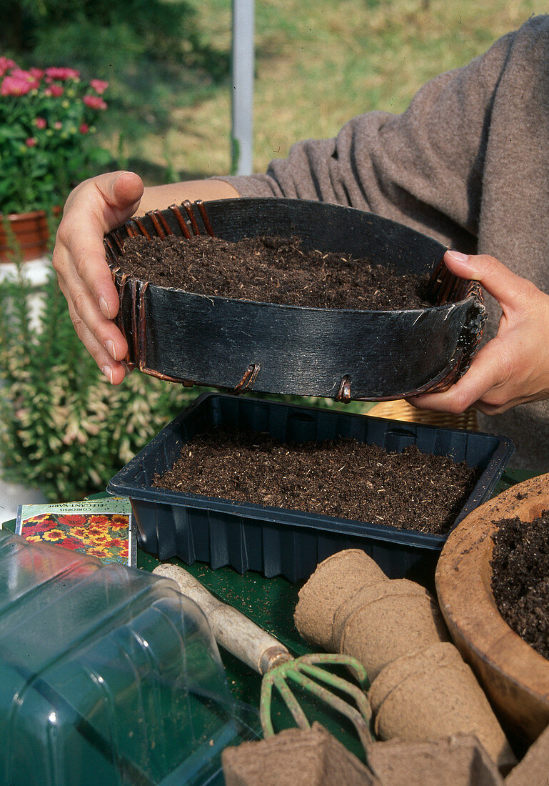 Sowing Coreopsis (girl's eye) annuals, cover evenly distributed seeds with sieved soil (3/6)