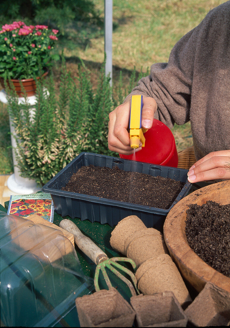 Sowing of Coreopsis (girl's eye) annual, gently and evenly moisten pressed soil with a sprayer (5/6)