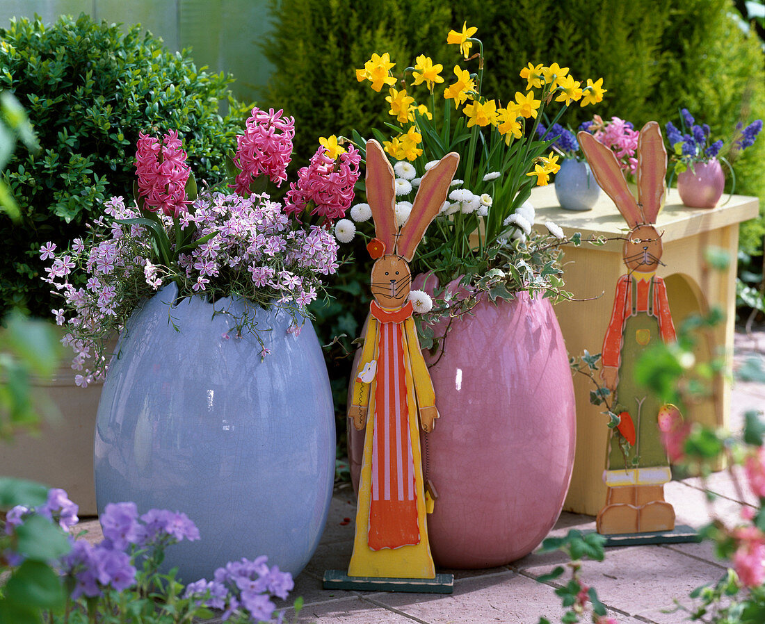 Hyacinthus (Pink hyacinths), Phlox 'Candy Stripes'