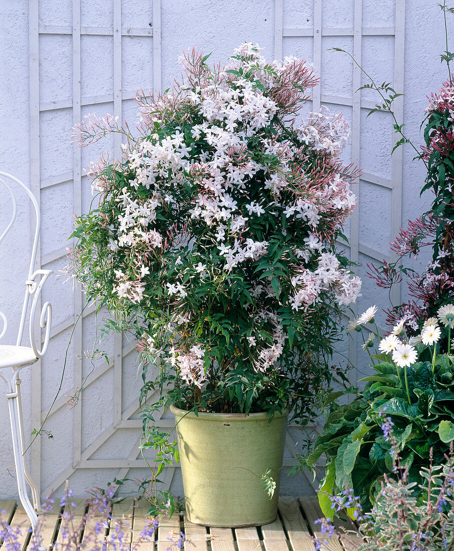 Jasminum polyanthum (scented jasmine)