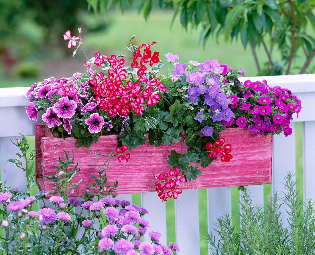 Petunia Sylvana ' Barbara ' , Pelargonium ' Tomcat ' (Geranie)