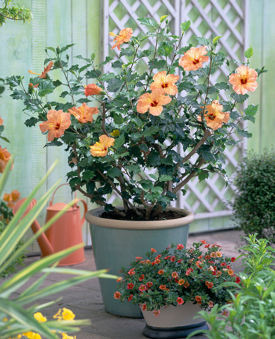 Hibiscus rosa-sinensis ' Hanne ' (Roseneibisch)