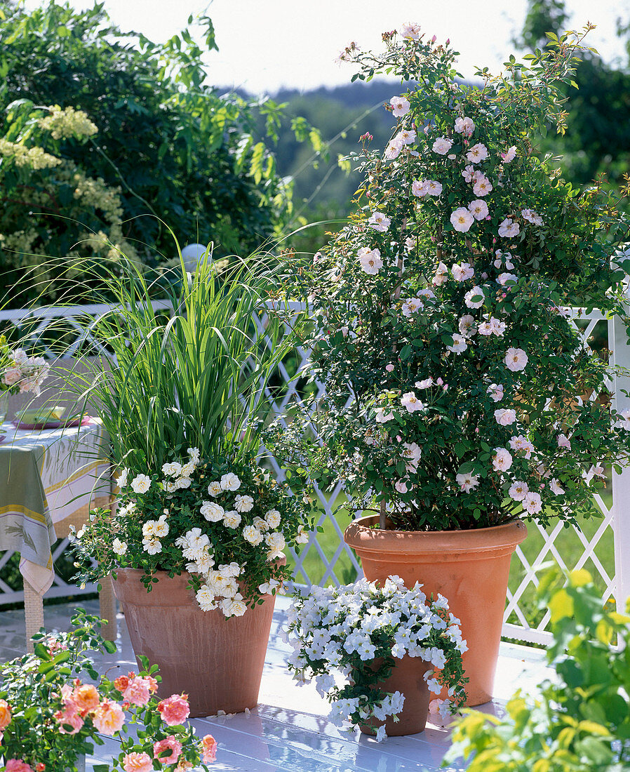 Rosa 'Brautzauber' 'Banquet' (Beet - und Bodendeckerrosen)