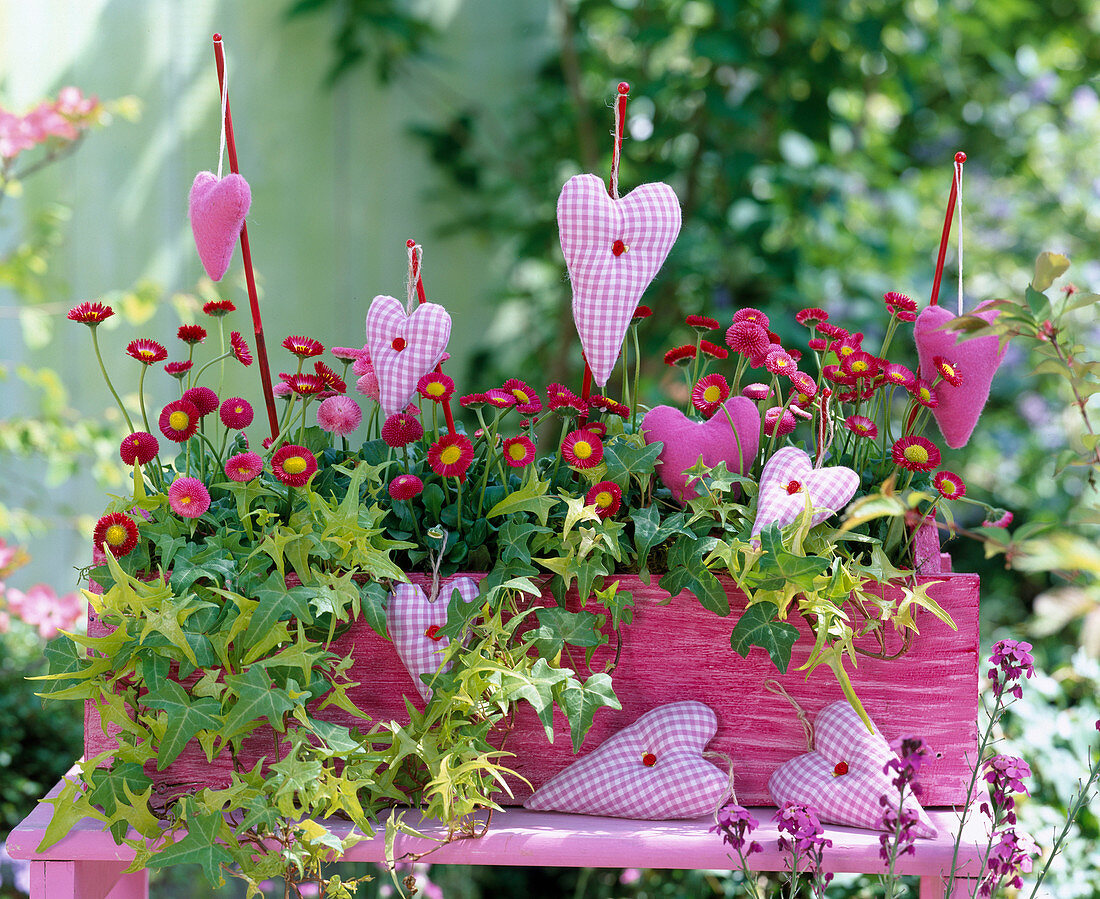 Bellis (daisies)