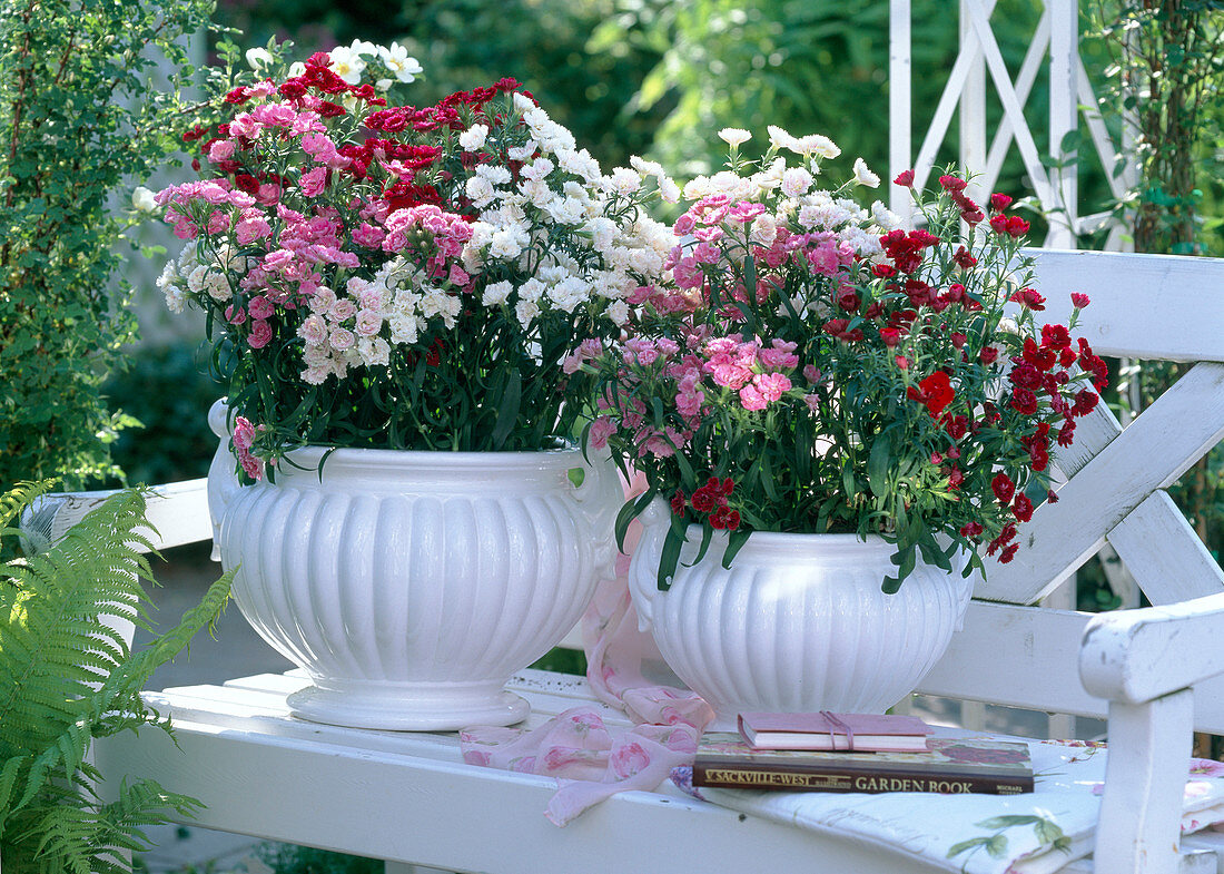 Dianthus Dynasty