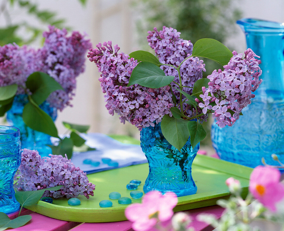 Syringa vulgaris (purple lilac)