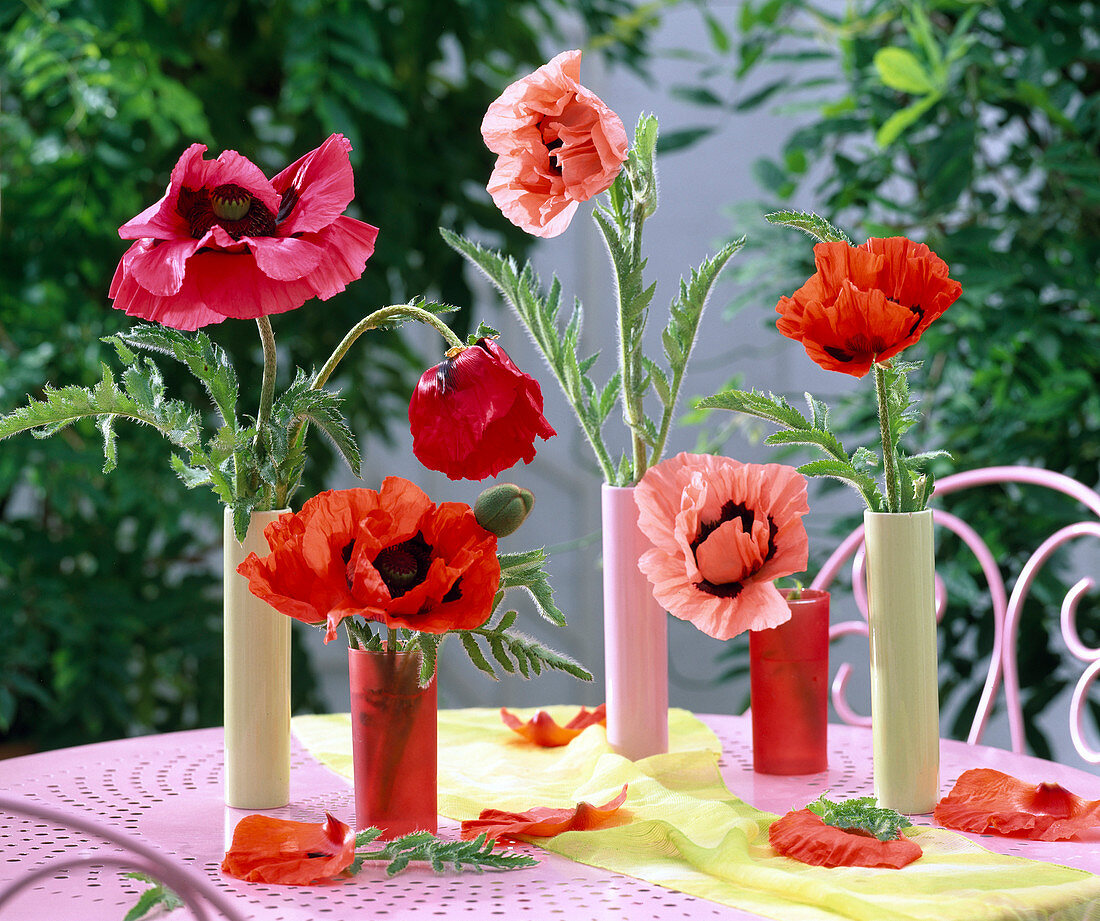 Papaver orientale