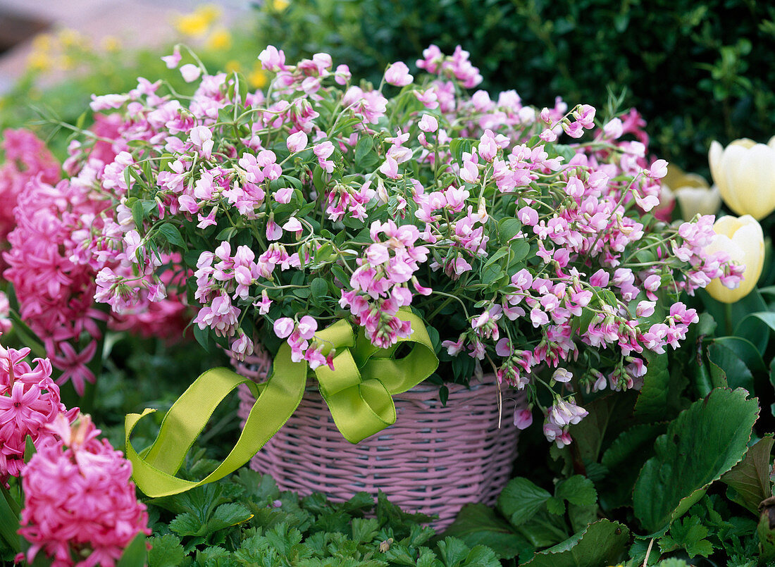 Lathyrus vernus 'Alboroseus' (Pink spring vetch)