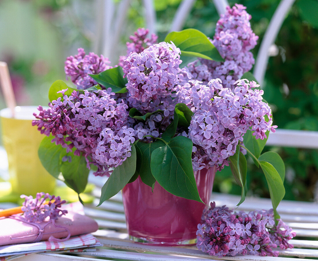 Syringa (light purple lilac)