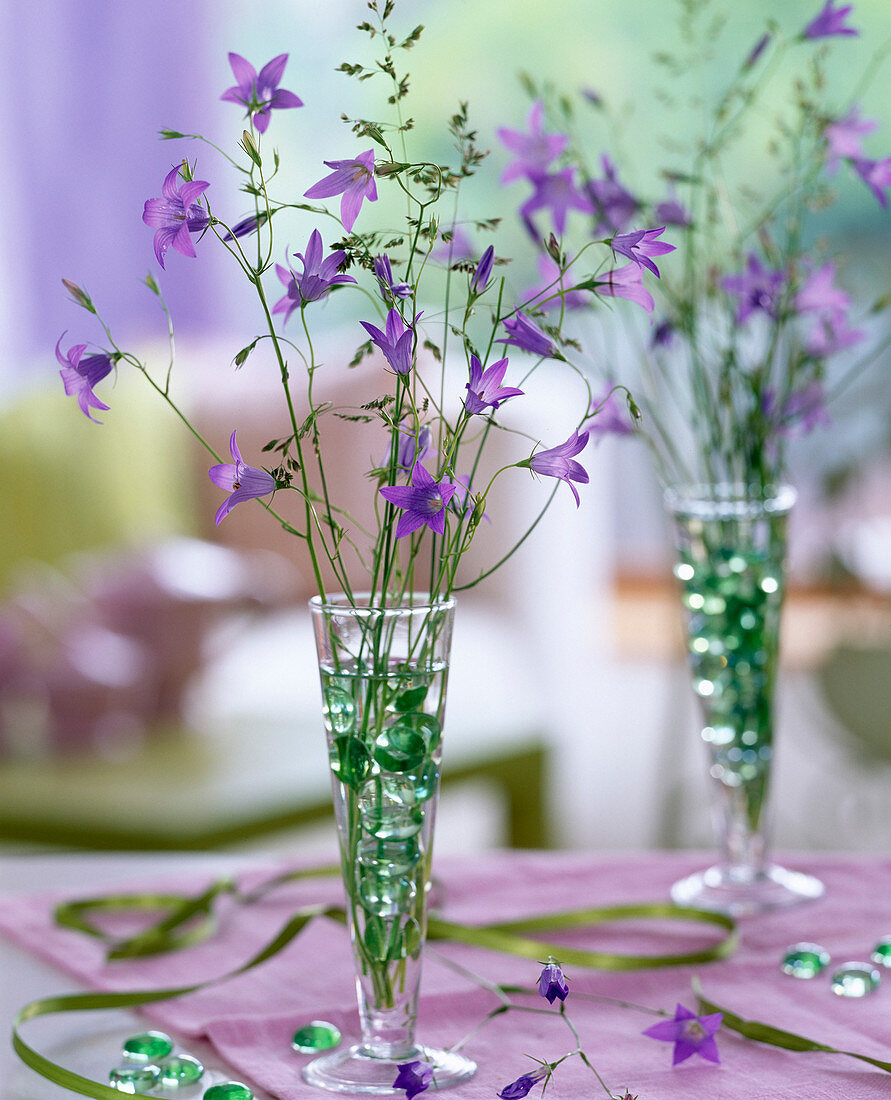 Campanula patula (Meadow bellflower)