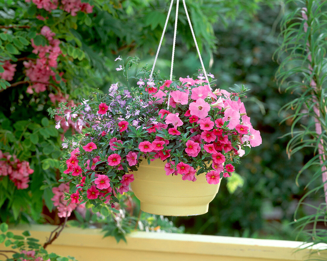 Petunia Supertunia 'Lavender pink' (Petunia)