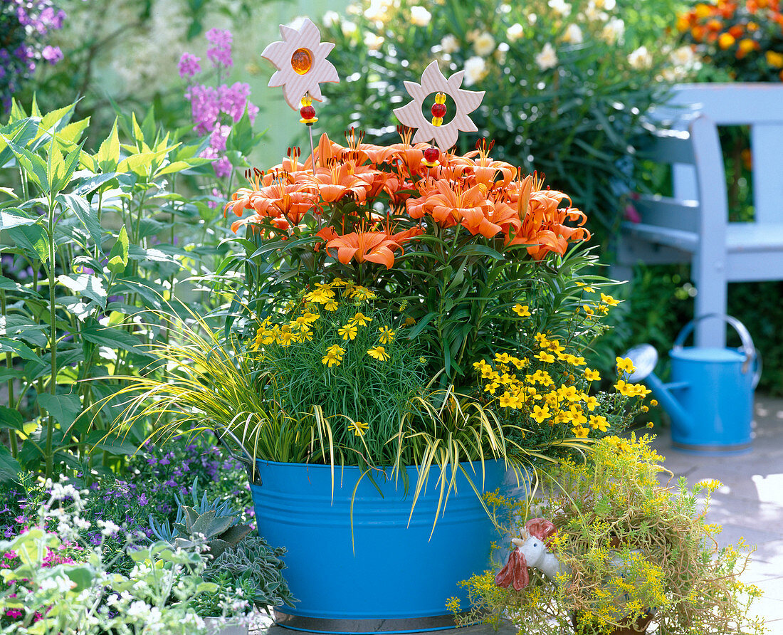 Lilium (orange Lilien)