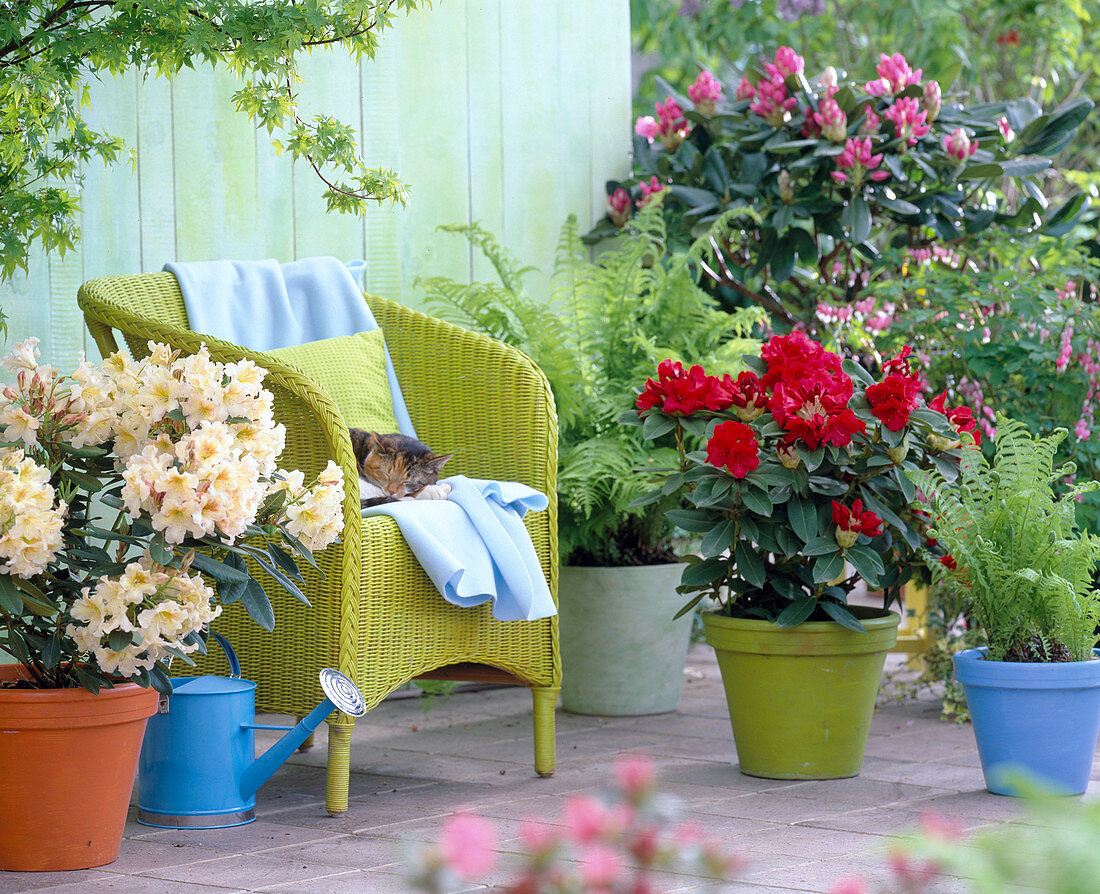 Rhododendron 'Amber', 'Red Jack' (Alpine roses)