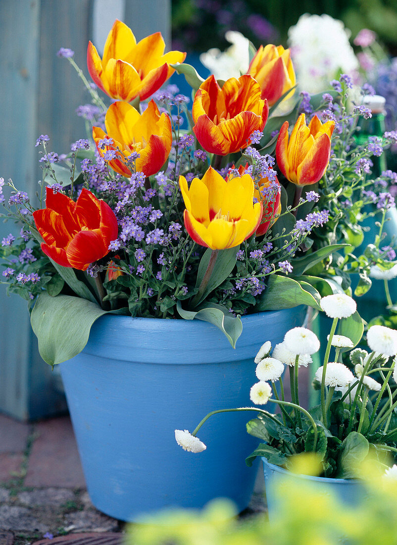 Tulipa (yellow-red tulips)