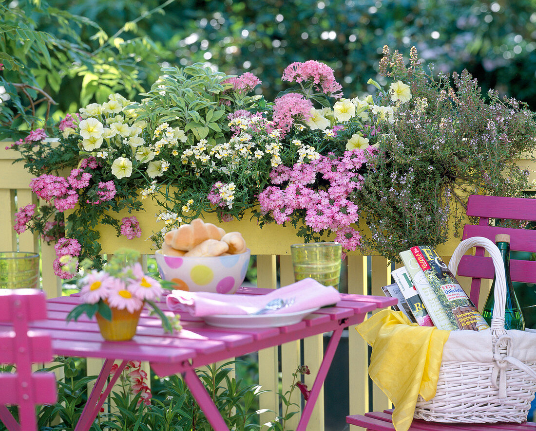 Verbena ' Pink Swirl ' (Eisenkraut)