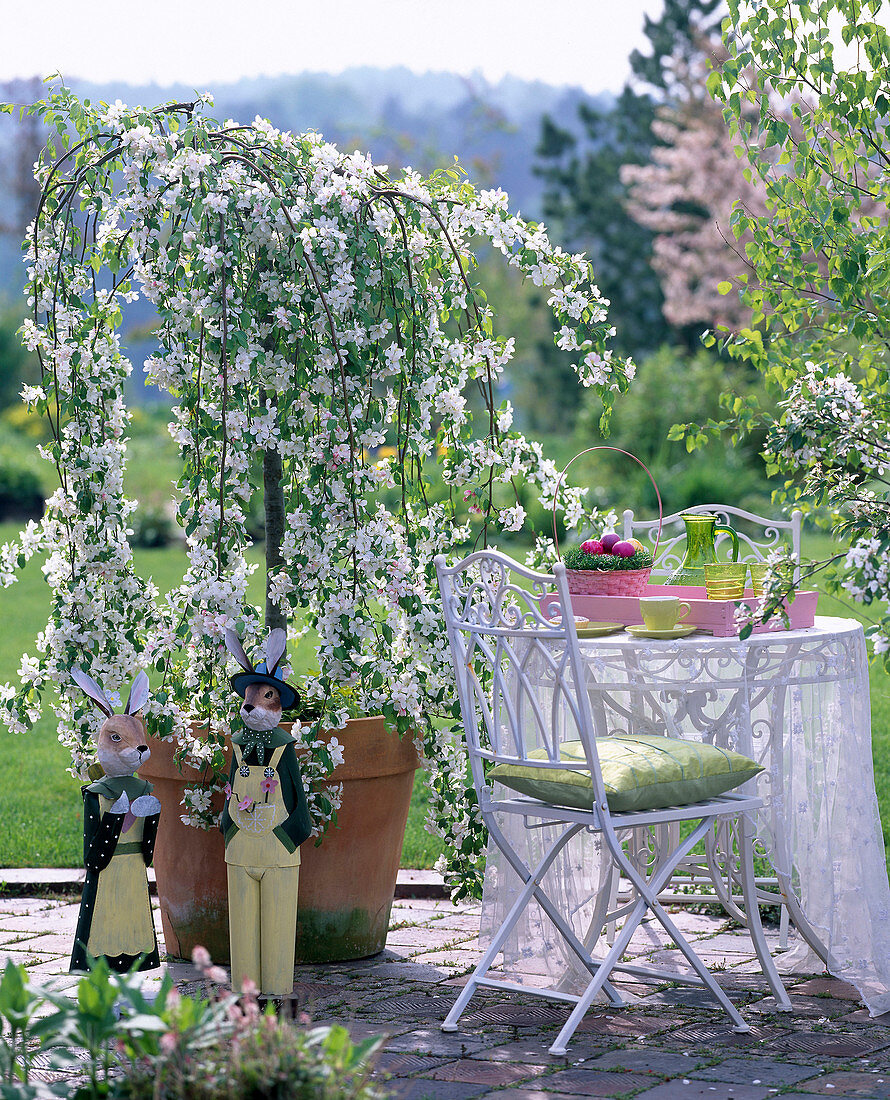 Malus ' Red Jade ' (Hängezierapfel)