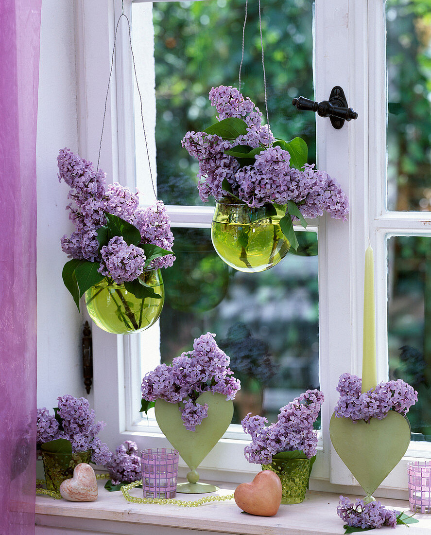 Syringa (light purple lilac)