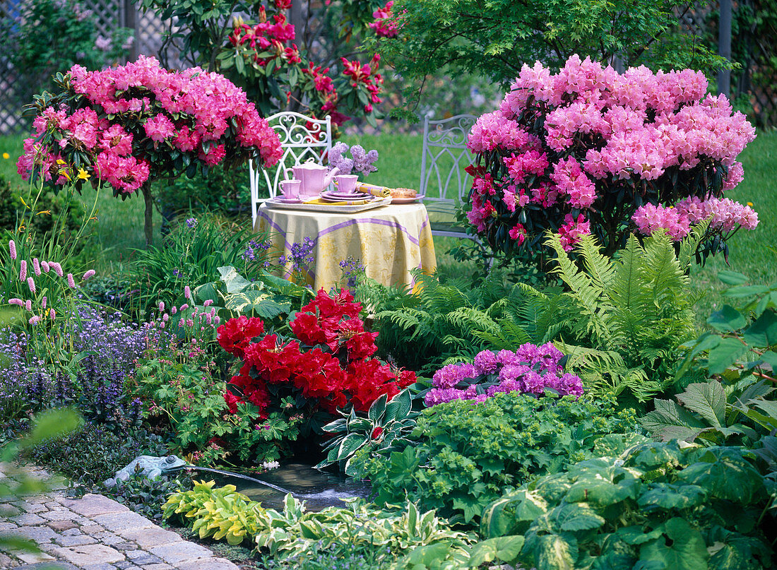 Rhododendron red, pink, purple