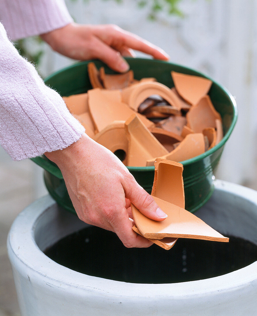 Plant painter rose in white buckets