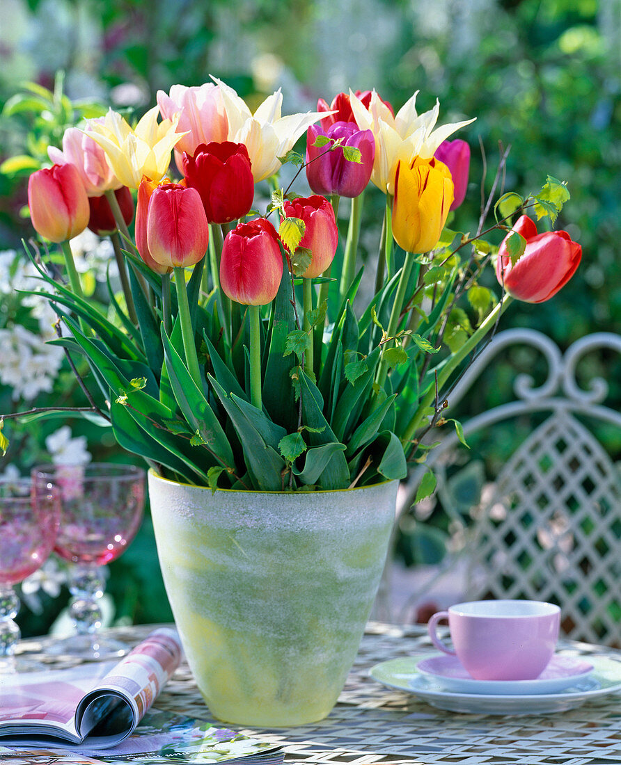 Tulipa (mixed tulips)