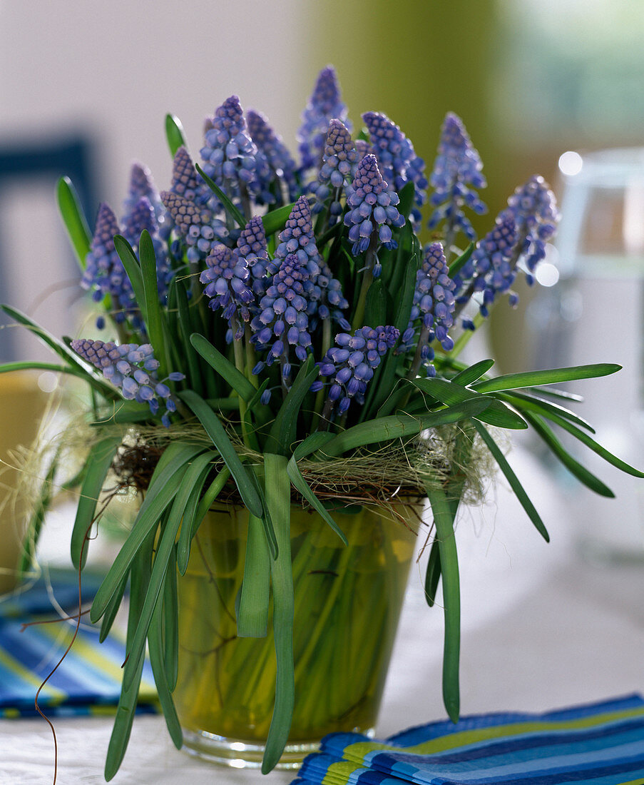 Bouquet of Muscari armeniacum (Grape hyacinth)