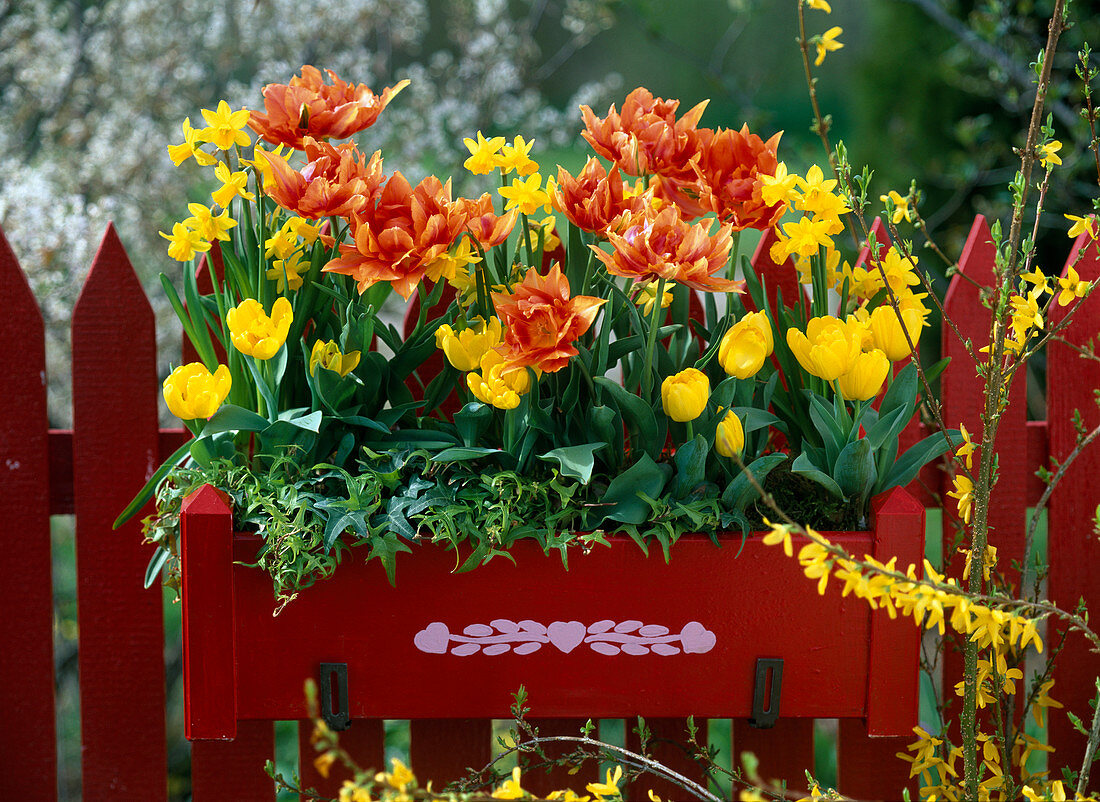 Tulipa (gefüllte, gelbe und orange Tulpen)