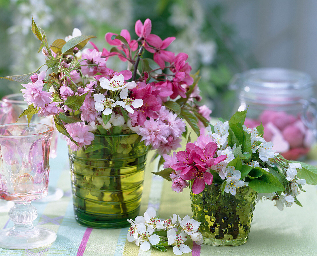 Prunus (ornamental cherry, cherry)