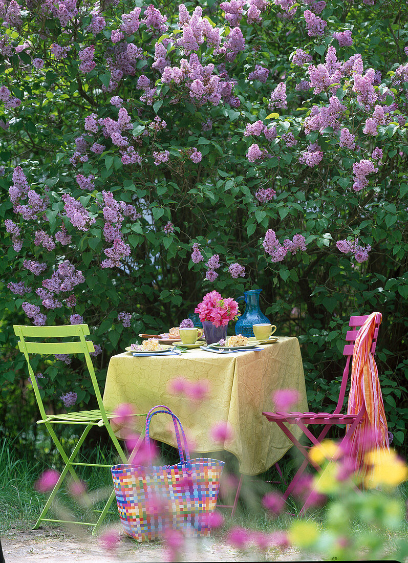 Syringa vulgaris (lilac)