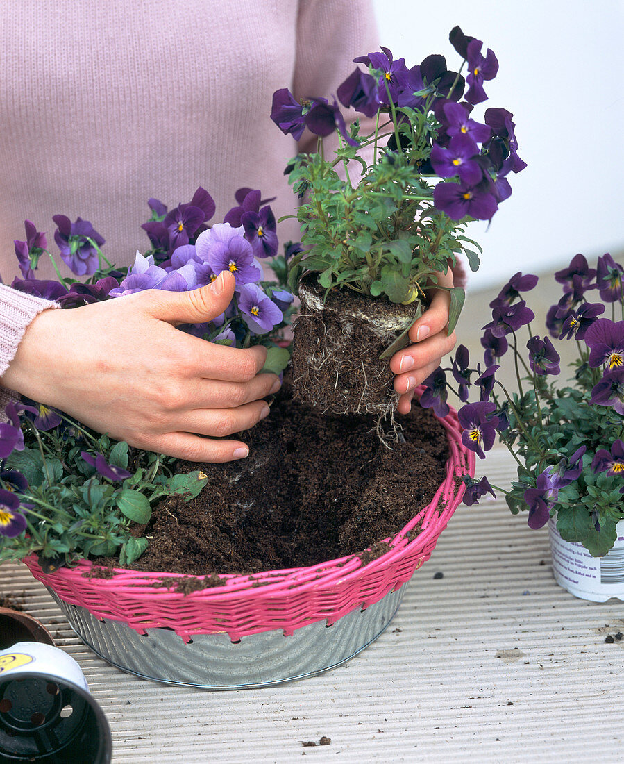 Basket with viola (2/4)