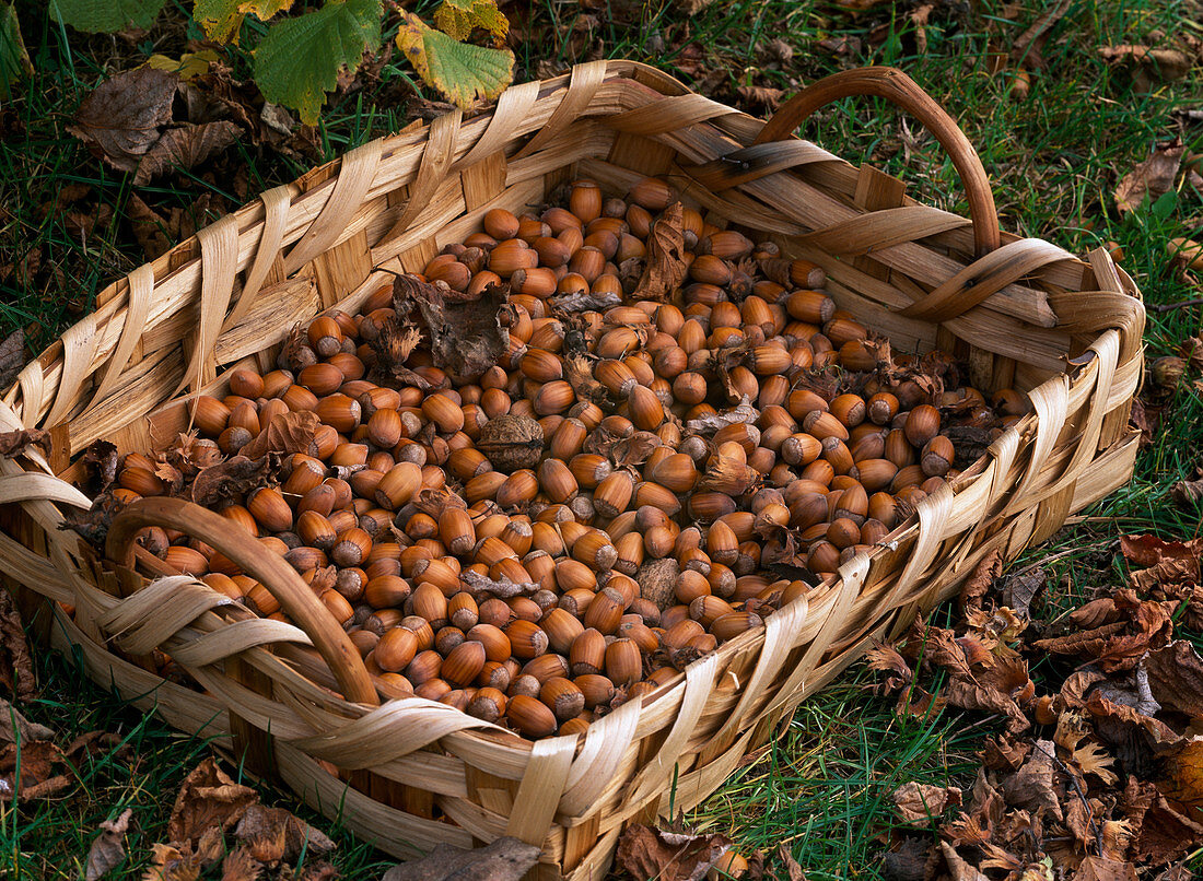 Korb mit geernteten Corylus avellana (Haselnüsse)