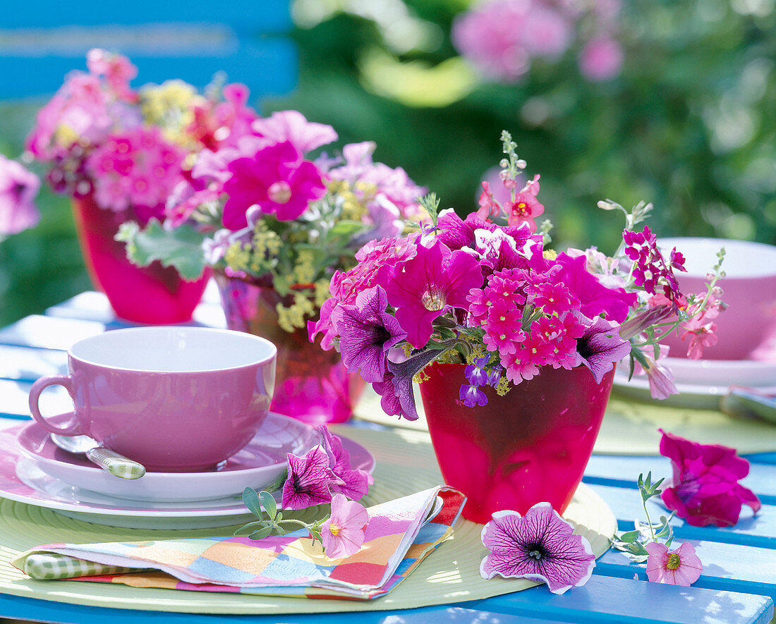 Verbena, Petunia