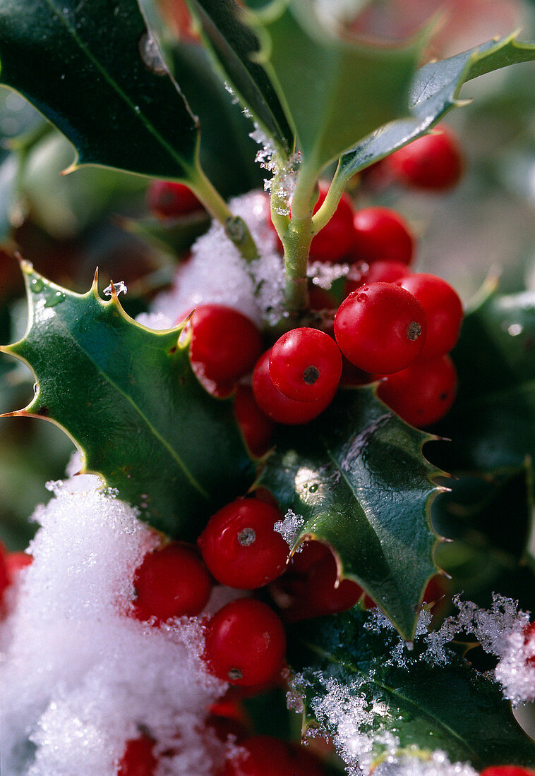 Ilex 'Alaska' (holly)