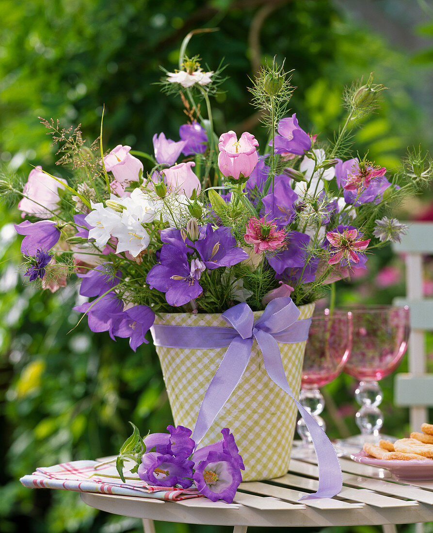 Campanula (Glockenblumen)