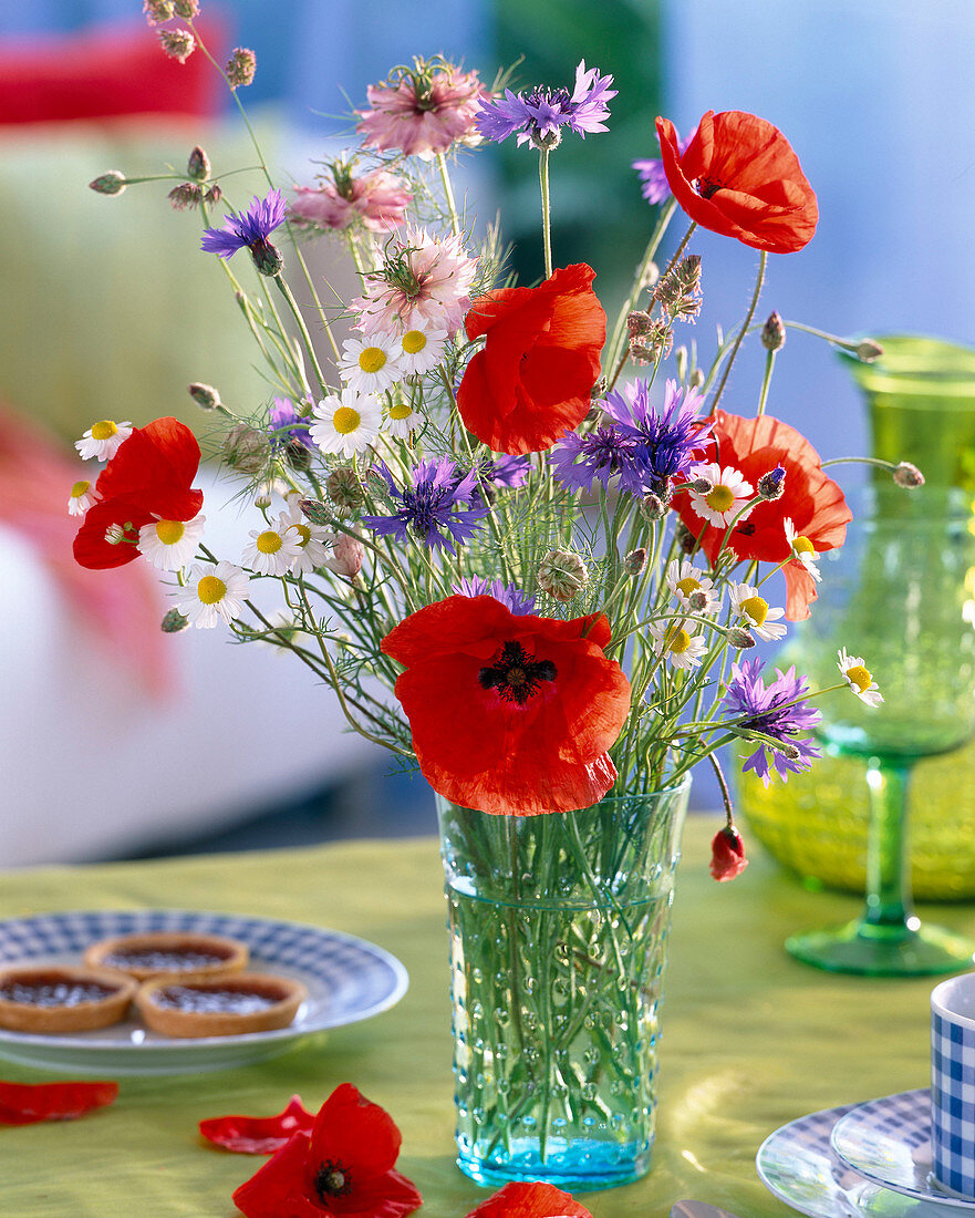 Papaver rhoeas (corn poppy)