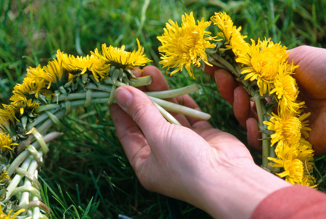 Dandelion wreath