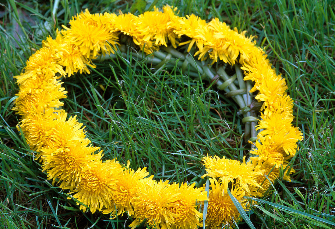 Dandelion wreath