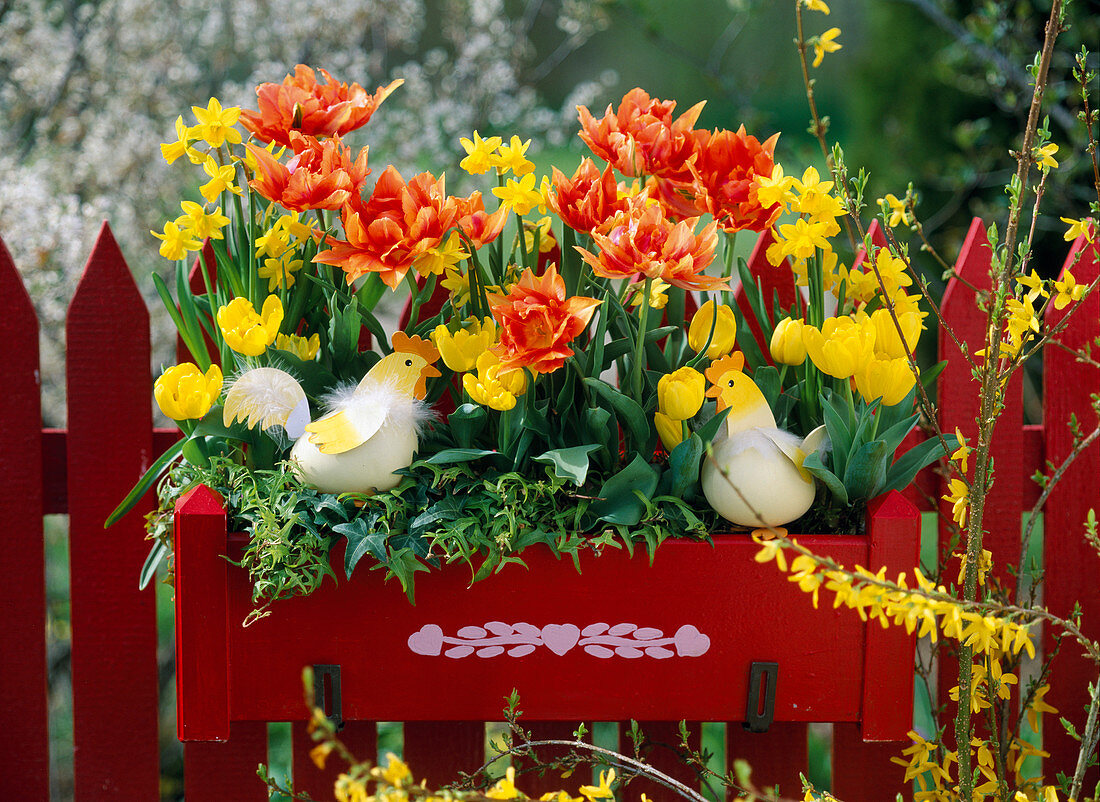 Tulipa, filled, yellow and orange tulips