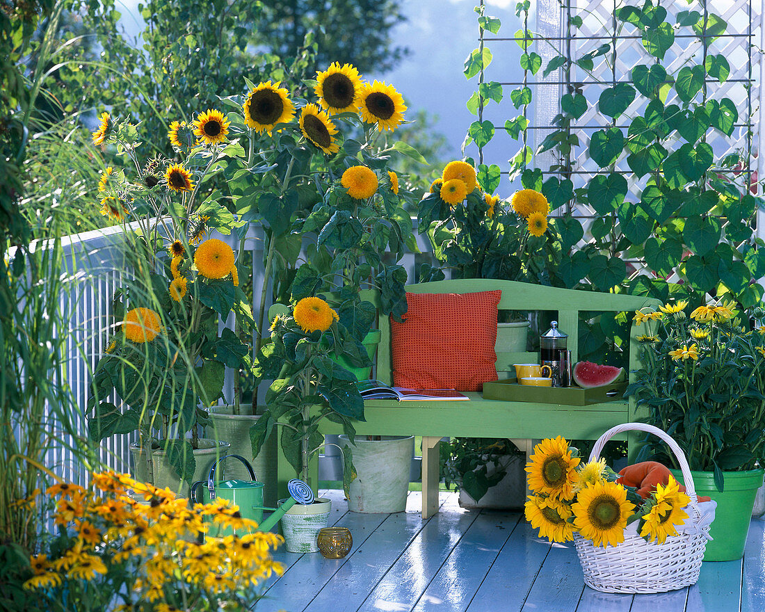 Helianthus 'Prado Gold', 'Teddybär', 'Ring of Fire' (Sonnenblume)